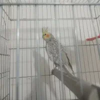 عروس هلندی|پرنده|خرمشهر, |دیوار