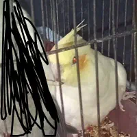 عروس ماده معاوضه