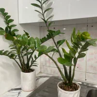 گل های طبیعی شامادورا اریکا کاکتوس|گل و گیاه طبیعی|شهریار, رزکان|دیوار