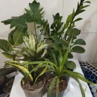 پک اقتصادی گل آپارتمانی