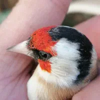 خرید فروش ماده سهره و ماده قناری آماده تک و تعداد