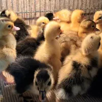 جوجه اردک.مرغ