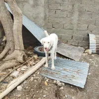 ماده دهن پاک