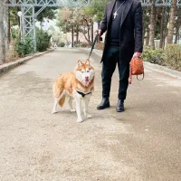 سگ هاسکی|سگ|اهواز, کیانپارس |دیوار