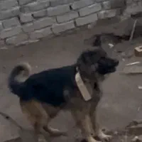 ژرمن شپرد|سگ|تربت‌حیدریه, نواب صفوی|دیوار