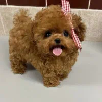 پودل عروسکی