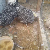 سلام  ۲عدد مرغ و خروس فروشی|حیوانات مزرعه|لنجان, |دیوار