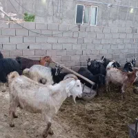 بز و بزغاله