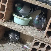 سه تا آلمانی مسافرتی قیمت دونی 150