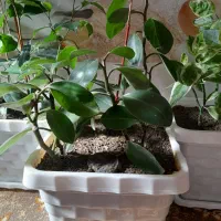 گل خانگی|گل و گیاه طبیعی|بانه, |دیوار