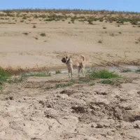 واگذاری سگ همه چی تموم|سگ|صالح آباد (خراسان), |دیوار