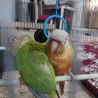 طوطی گیرینچیک