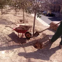 خدمات باغبانی ( ویژه )|خدمات باغبانی و درختکاری|تبریز, |دیوار