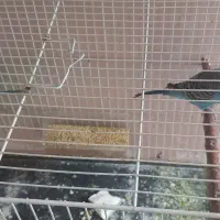 مرغ عشق و جوجه هاش۴تا