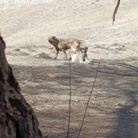 توله سرابی 12ماهه