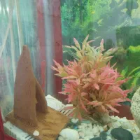 آکواریوم با تمام تجهیزاتش|ماهی|پاکدشت, پاکدشت (مامازند)|دیوار