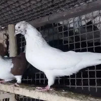 یک لونه کبوتر پرشی|پرنده|خوی, |دیوار