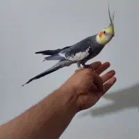 عروس هلندی سینامون|پرنده|اهواز, زیتون کارمندی|دیوار