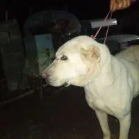 سگ ادمی|سگ|شیروان (خراسان), |دیوار