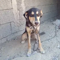 سگ گرگی