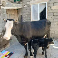 فروش گاو با گوساله