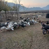 بوقلمون محلی|حیوانات مزرعه|روانسر, |دیوار