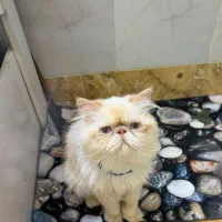 گربه سوپر فلت نر چشم آبی دم روباهی اصیل