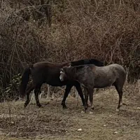 گله اسب ۹ تایی|اسب و تجهیزات اسب‌سواری|پول, |دیوار