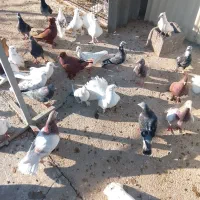 40عدد کبوتر بومی اصل به فروش می‌رسد