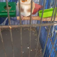 سهره|پرنده|تهران, افسریه جنوبی|دیوار