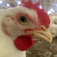 کار در مرغداری گوشتی