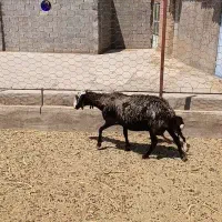 میش شال دوقلوزا