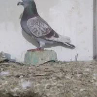 کبوتر ها اردبیل هستن