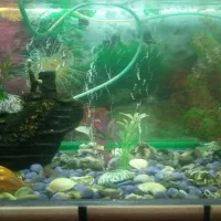 آکواریم|ماهی|ری, شهادت|دیوار