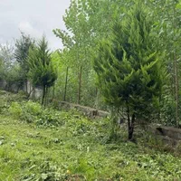 فروش ۳۸۹متر زمین مسکونی باپروانه ساخت ۹۰متری|فروش زمین و ملک کلنگی|شاندرمن, |دیوار