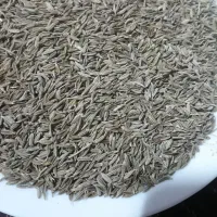 زیره سبز