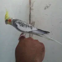 پرنده|پرنده|چمستان, |دیوار