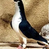 کفترات مسیر نمیرن زدوخورد نمیکنن