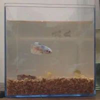 ماهی فایتر وارداتی