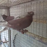 کبوتر پرشی سفید کاکلی .سرخ .قرمزی کاکلی|پرنده|کرج, فاز ۲ مهرشهر|دیوار