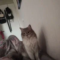 واگذاری گربه|گربه|تهران, صد دستگاه|دیوار