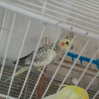 عروس هلندی گلباقالی ماده