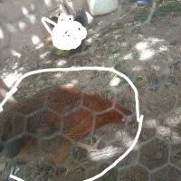 ۳ جوجه خوشگل پنج ماهه