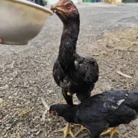 جوجه مرغ و خروس