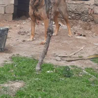 واگزاری ماده سرایی