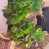 گل قاشقی|گل و گیاه طبیعی|تبریز, |دیوار