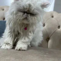 گربه پرشین|گربه|تفت, |دیوار