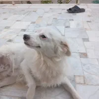 پامر۱ونیم ساله