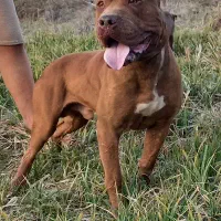 واگذاری پیت بول نر