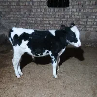 گوساله نر هلشتاین|حیوانات مزرعه|بوئین زهرا, |دیوار